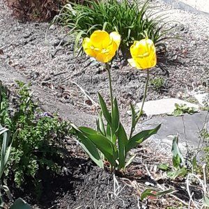 Meet your Posher, Tammelyn